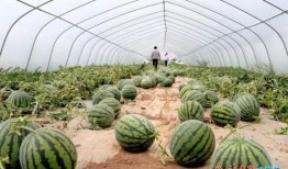 南屏街免费吃瓜,夏日清凉来袭！